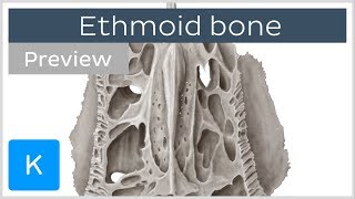 Ethmoid bone markings and articulations preview  Human Anatomy  Kenhub [upl. by Shaw546]