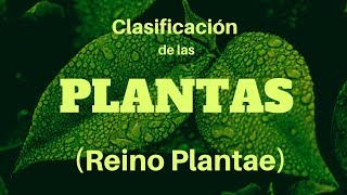 CLASIFICACIÓN DE LAS PLANTAS Reino Plantae [upl. by Jaddo]