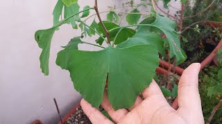 Ginkgo Biloba Bonsai Tree [upl. by Ecilahc]