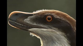 Acheroraptor [upl. by Heater879]