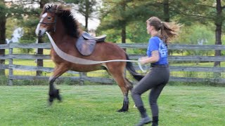 SADDLING MY COLT FOR THE FIRST TIME he bucked [upl. by Ewall]