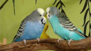 Budgies Singing and Talking to Each Other [upl. by Mixie123]