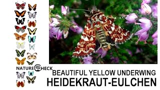 Heidekraut Eulchen  Beautiful Yellow Underwing [upl. by Glendon]