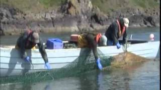 Scottish Wild Salmon Company  Usan Montrose [upl. by Eyma]