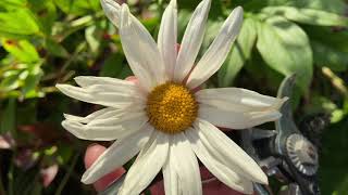 HOW TO HARVEST YOUR DAISY SEEDS AFTER THE DAISY HAS BLOOMED AT THE END OF THE SEASON  ENJOY [upl. by Orihakat467]