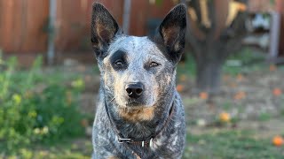 BLUE HEELER HERDINGINSTINCT TEST [upl. by Daryn]