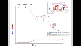 510 Understand not memorize metabolism Inhibitors and uncouplers of ETCOP [upl. by Aicnelav]