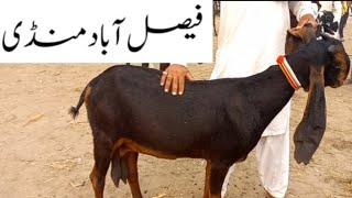 Faisalabad Bakra Mandi  New Update  FM Animals 0300669828424•1•2024 [upl. by Conti929]