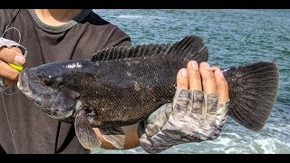 Tautog Blackfish Fishing  Jig or Rig NJ Party Boat Fishing 2019 [upl. by Nowell]