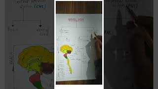 Nervous system  Brain neet nervoussystem brain anatomy 10thclass biology physiology [upl. by Pollard]