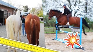 ZONDER ZADEL SPRINGEN paarden METEN amp JARIG  felinehoi VLOG 567 [upl. by Doersten]