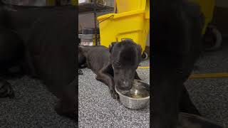 Starved amp Beyond Defeated OneYearOld Pup Was Dumped Outside In His Filthy FecesRidden Crate [upl. by Chantalle]