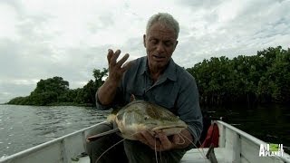 This Catfish Might be Ugly But It Cant Break Bones  River Monsters [upl. by Oicnerual]