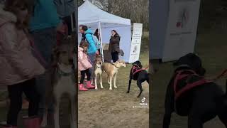 Nature De Chien au championnat de France de Cani Cross  chien educateurcanin canicross [upl. by Menides844]