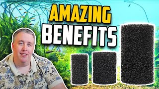 Why Using a PreFilter Sponge is Vital for Your Aquarium [upl. by Kameko]