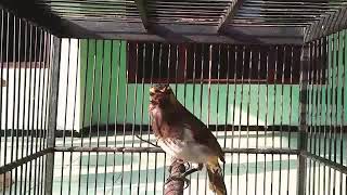 Burung Rengganis Cucak Wilis Gacor Suara Keras Cocok Untuk Pikat Atau Pancingan Burung Bahan [upl. by Ilrahc]