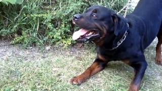 Big Rottweiler defends his territory 2 [upl. by Ytsirk106]