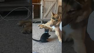 Kitty Vs GSD…Armlol cat gsd [upl. by Yemorej]