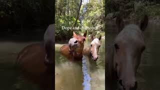 They’re Divine 🤩 horse equestrian roadto500subs [upl. by Stedt]