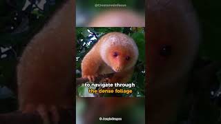 Common Spotted Cuscus  A Rainforest Marvel [upl. by Azalea]