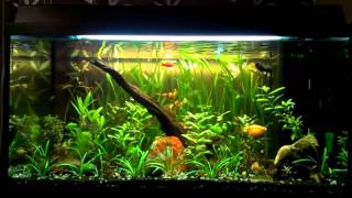 110L Planted Aquarium [upl. by Manthei127]