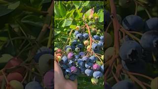 Harvesting blueberries with my lovely neighborhood gardening [upl. by Adnaerb12]