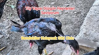 Tüy Yapısı Düzgün Hayvanları SeviyorumBendekiler Kelaynak Gibi Oldu [upl. by Eynttirb781]