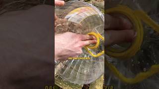 Fisch mit Plastikflasche fangen🥵 fisch fischfalle angeln survivalskillsgutzuwissenbushcraft [upl. by Adnilam]