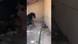 My dog killed a large snake [upl. by Annoid770]