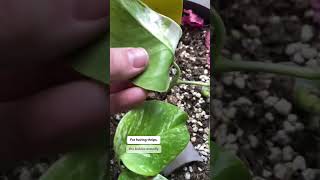 Mums Monstera in person update ❤️ monstera monsteravariegata thrips pestdamage [upl. by Perrie]