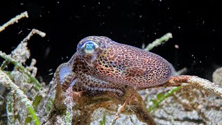 Bobtail squid swimming in Anilao  Philippines May 2024 [upl. by Waly962]