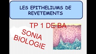 épithélium de revêtement et glandulaire  tp1 de ba [upl. by Nylg]