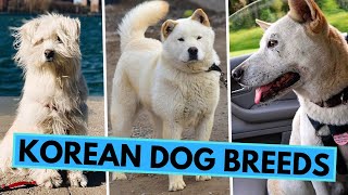 All Korean Dog Breeds  Jindo Sapsali Pungsan and Others [upl. by Bruis75]