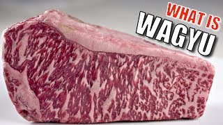 What is Wagyu [upl. by Ecineg]