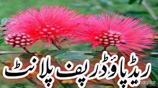 how to grow care propagation Calliandra haematocephala Powder puff plant [upl. by Ainoz]