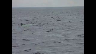 Beluga croisiere essipit baleine quebec bergeronnes video de charlotte laforgue [upl. by Gnehc]