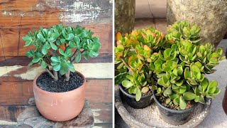 Planta jade dicas para fazer sua planta engrossar e desenvolver a pleno Sol [upl. by Emera]