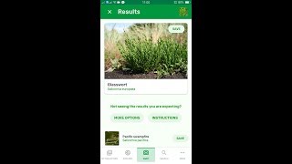 PlantSnap identifies a Glasswort Salicornia europaea [upl. by Mloc]