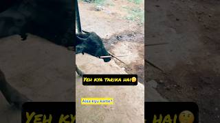 Kyu karte aisa 🤔 rooftop GOAT farming facts earn farm pets animals [upl. by Higbee]