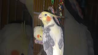 Omelette The Talking Cockatiel [upl. by Glogau]