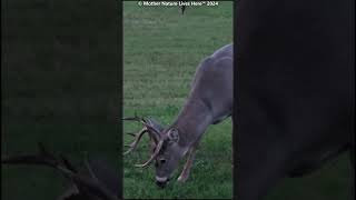 Big buck grazing [upl. by Bernice675]