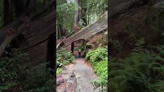 A Magical Hike in Redwoods National Park [upl. by Rockwell]