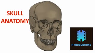 Skull Anatomy A 3D Animation of the Skull [upl. by Ainavi]