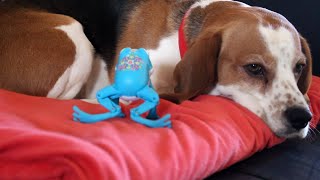 Beagle dog pranked by annoying frog toy [upl. by Hennahane]