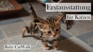 Erstausstattung für Katzen 🐱🏡 Checkliste und Tipps für die Grundausstattung  CatWalk amp AmelyRose [upl. by Rbma]