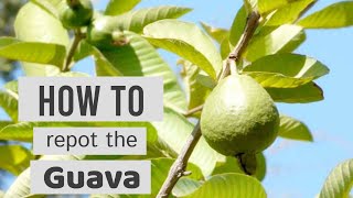 How to Repot the Guava  🍈  Psidium guajava Ruby Supreme  Pink Guava  Lovely Garden [upl. by Aneehs]