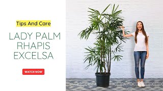 Care of Rhapis PalmLady Palm  roots and shoots [upl. by Huesman586]