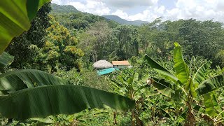 Venta de Finca de 21 Tareas Agrícola Ecológica y Montañosa en Cambita San Cristóbal República en RD [upl. by Rowley478]