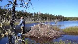 Trout Fly Fishing Newfoundland 2012  3 [upl. by Agnesse]