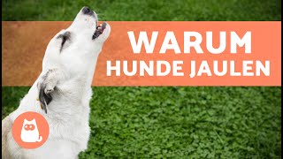 Warum JAULEN Hunde 🐶 10 Gründe ✅ [upl. by Odnumyar502]